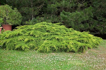 Genévrier de pfitzer 'Pfitzeriana aurea'