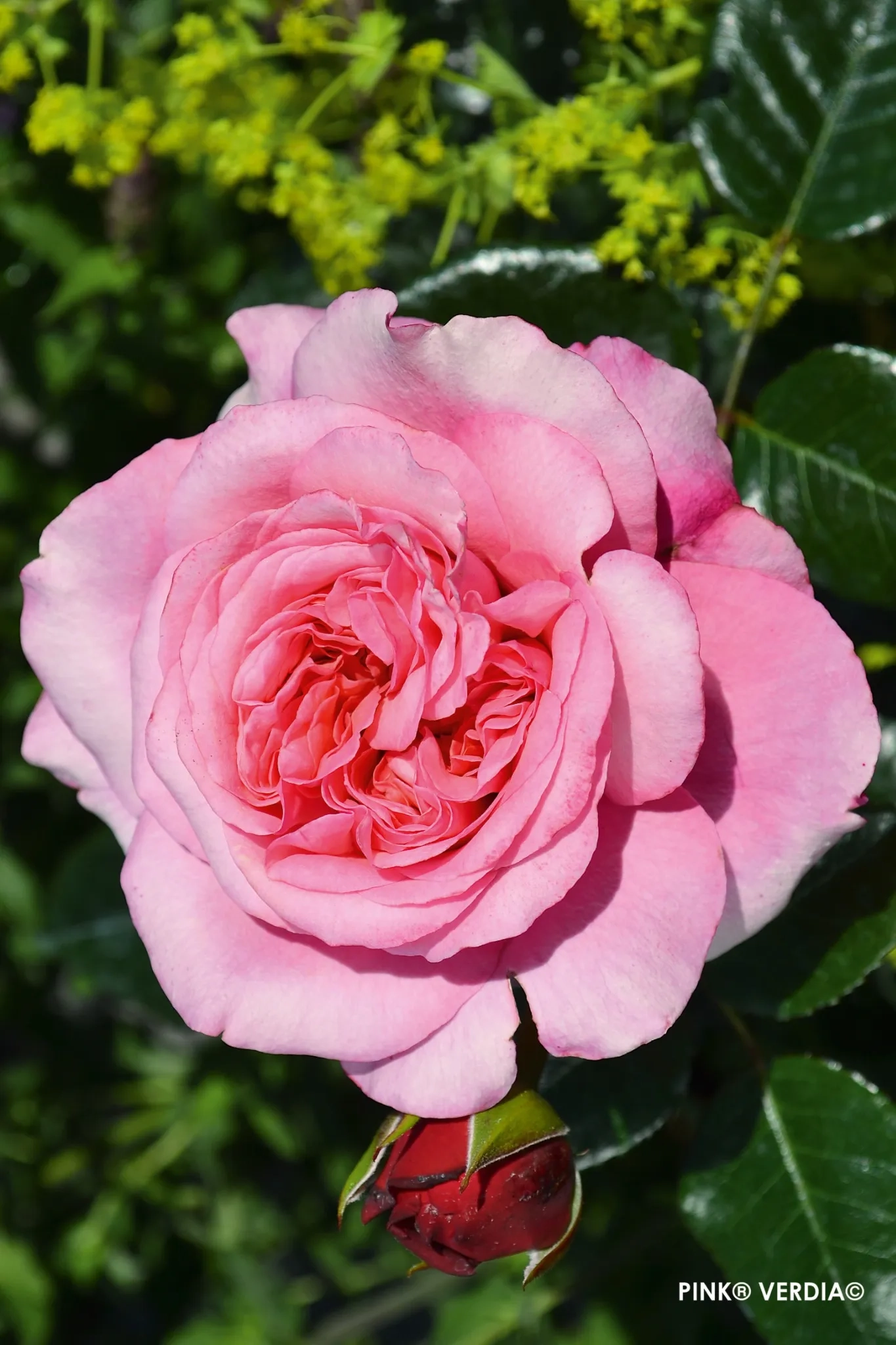 Rosier 'Pink voluptia '