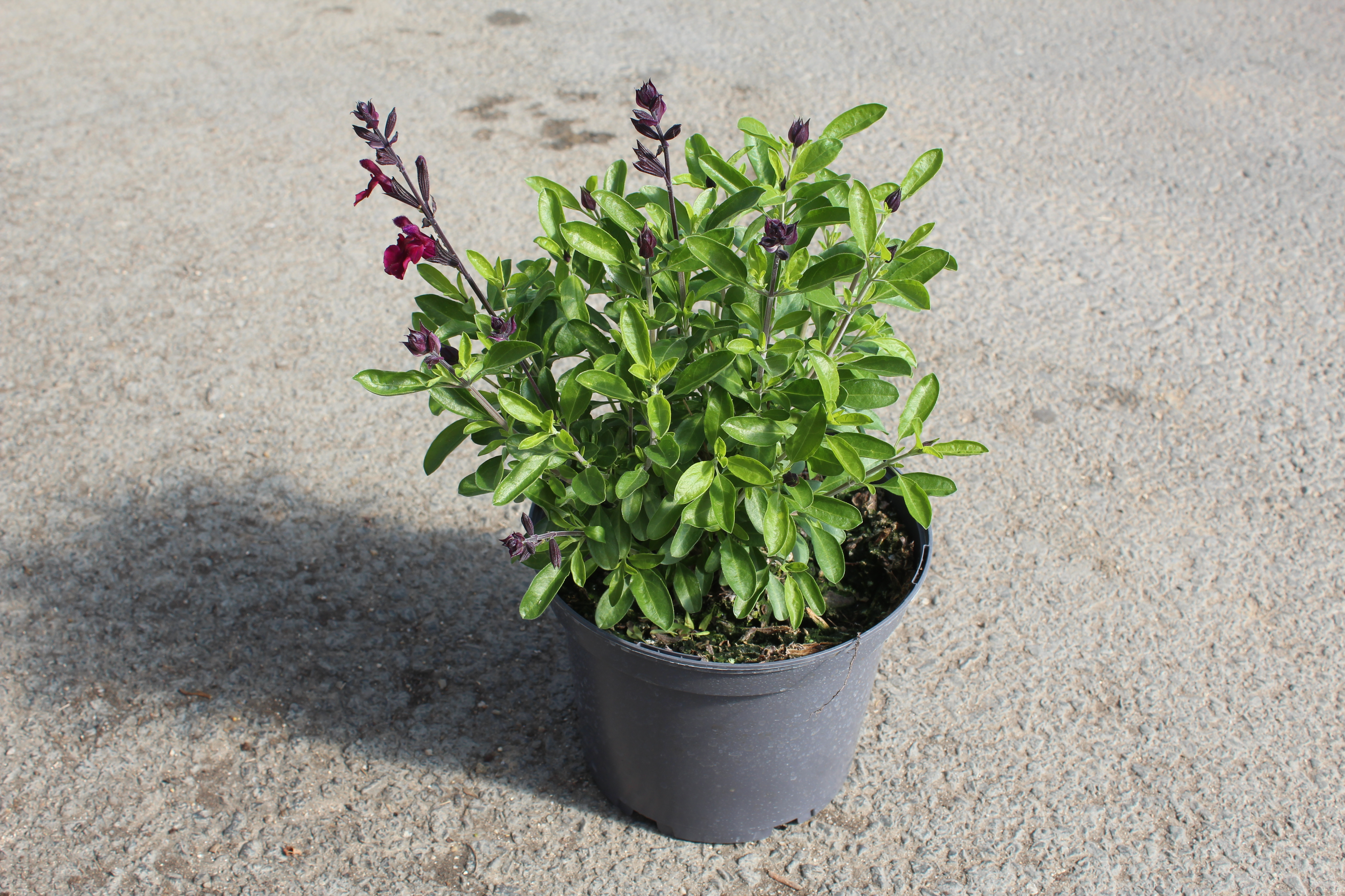 Sauge de graham 'Reve rouge'