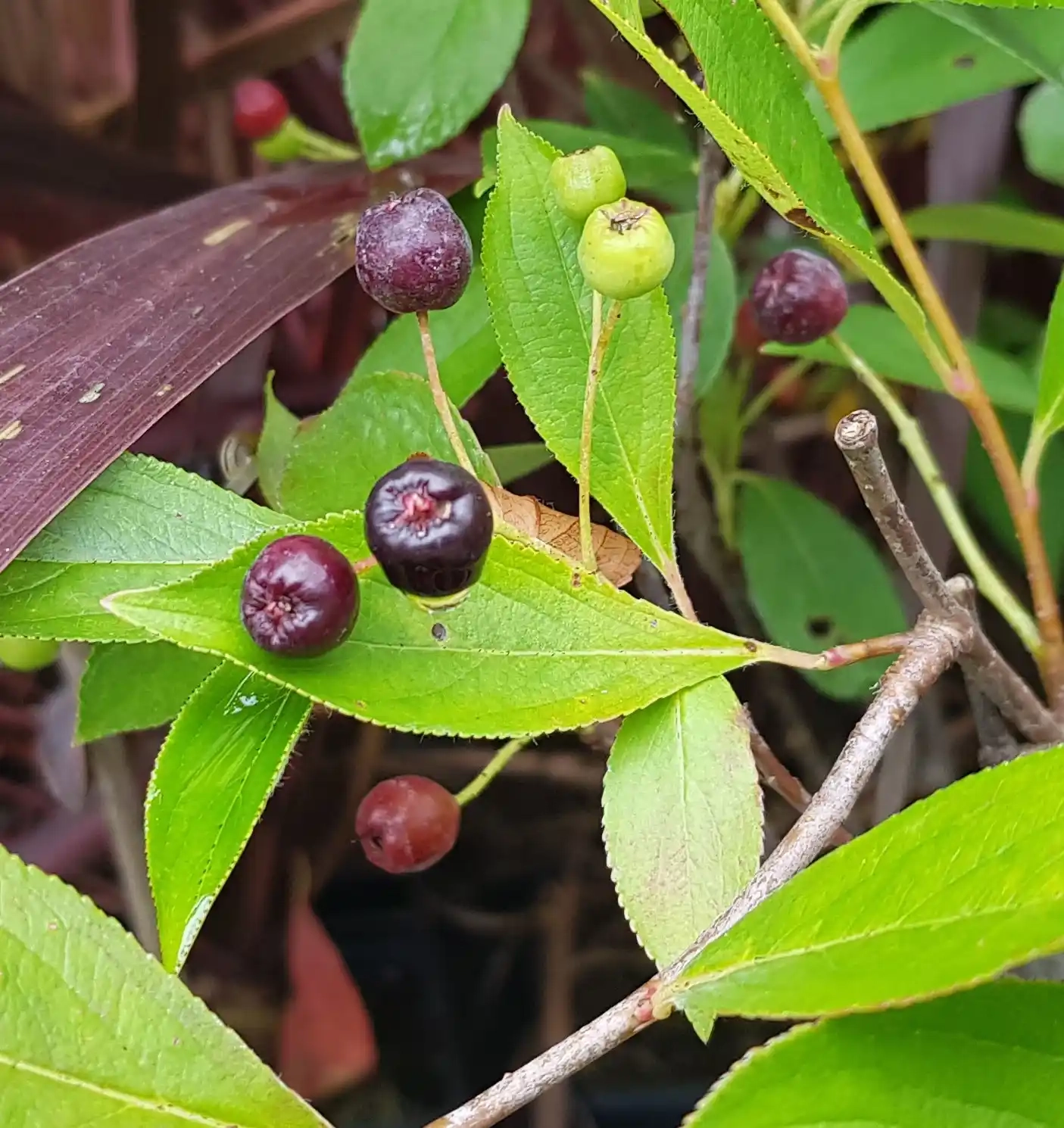 Aronie à gros fruit 'Hugin'