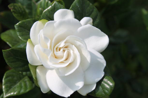 Tiaré 'Double diamonds'