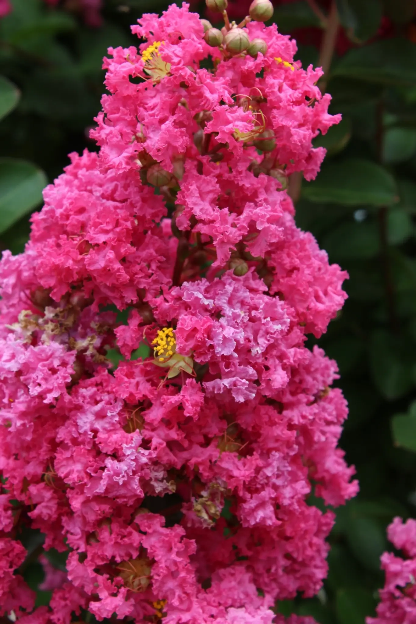Lilas des indes 'Perigord pourpre'