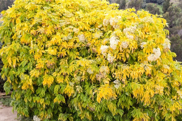 Sureau à grappes 'Sutherland gold'