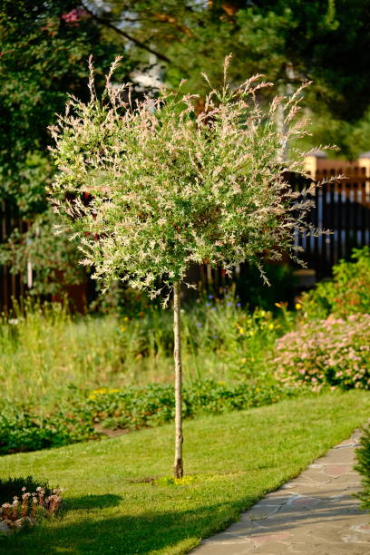 Saule crevette 'Hakuro nishiki'