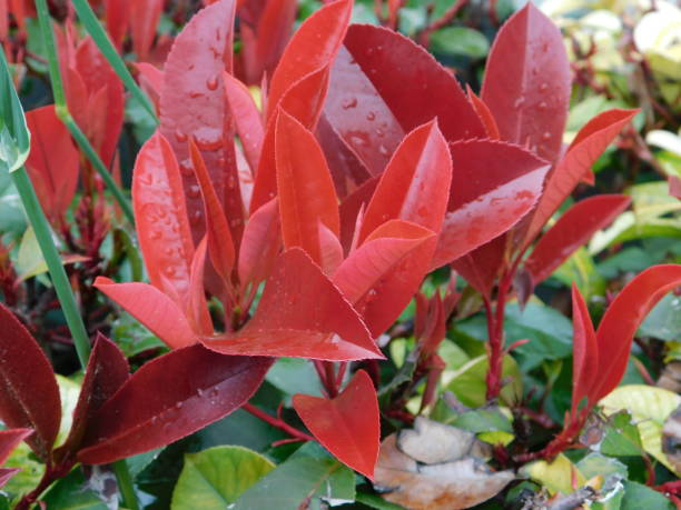 Photinia 'Little red robin'