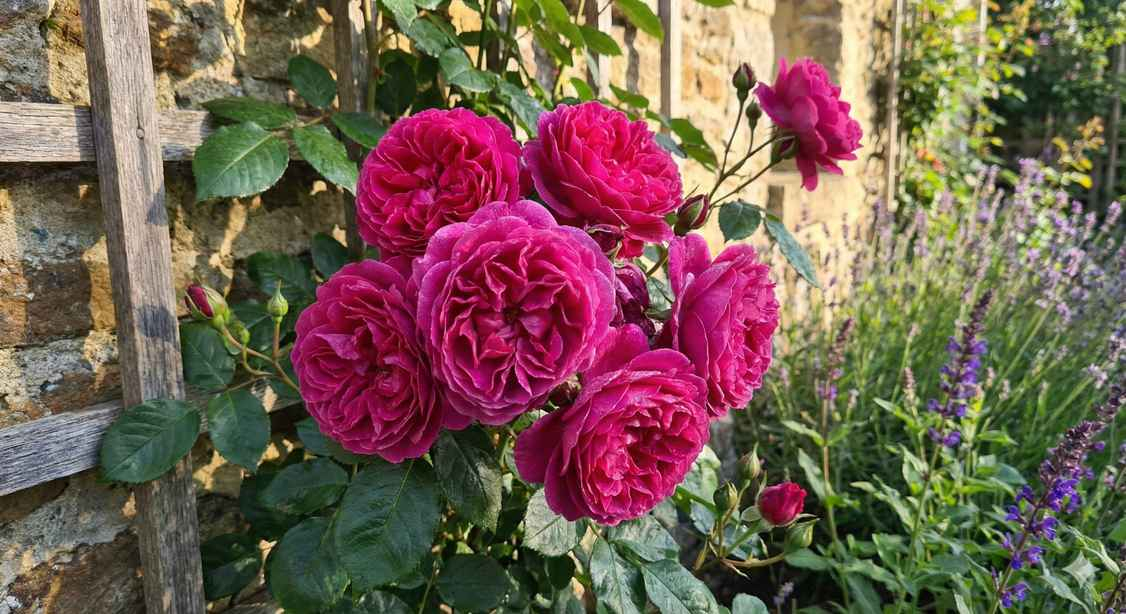 Rosier 'Lolita lempicka '