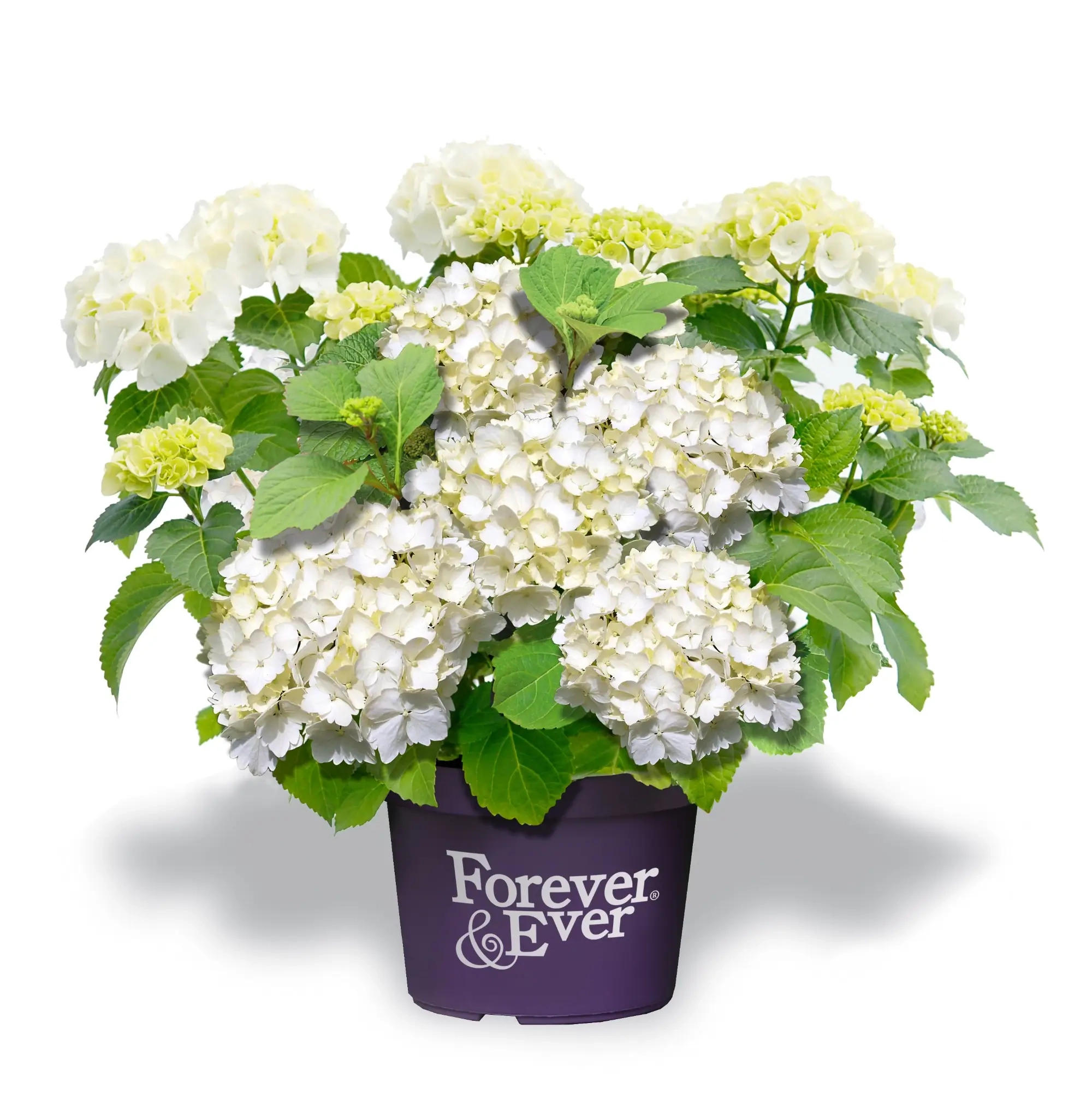 Hortensia 'Forever and ever blanc'