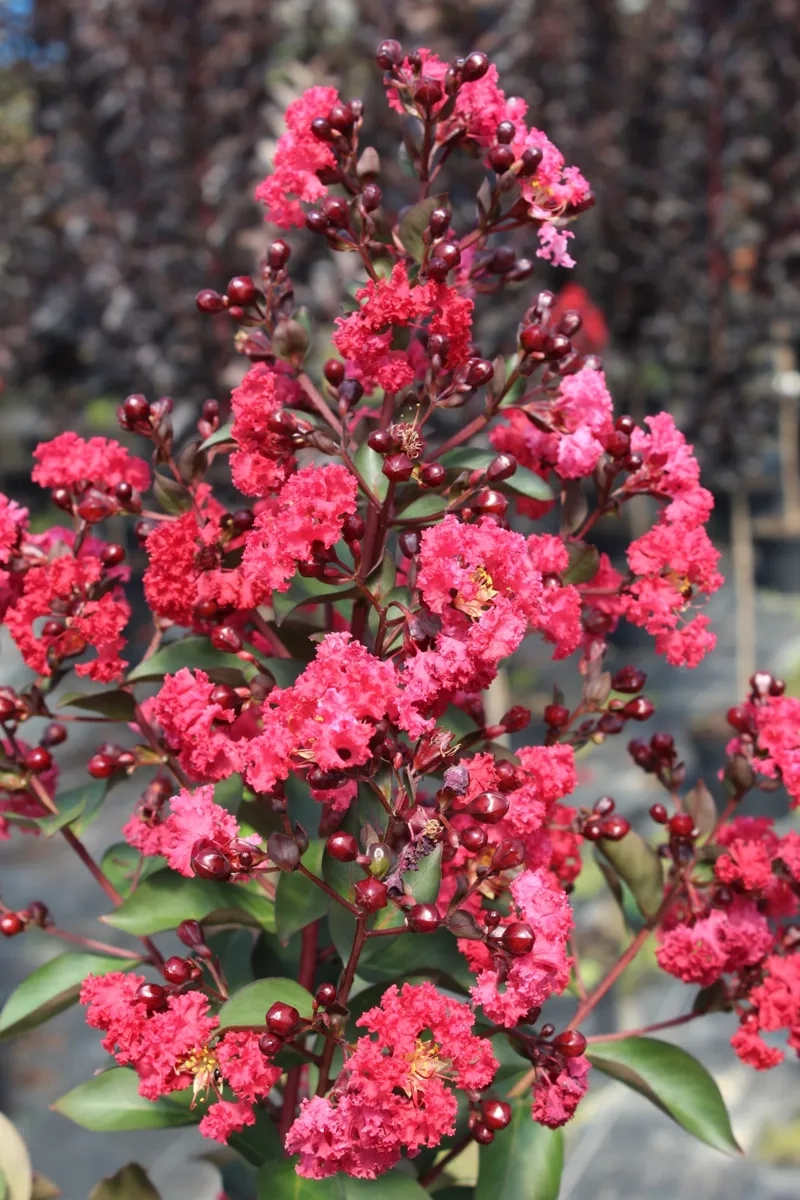 Lilas des indes 'Double dynamite'