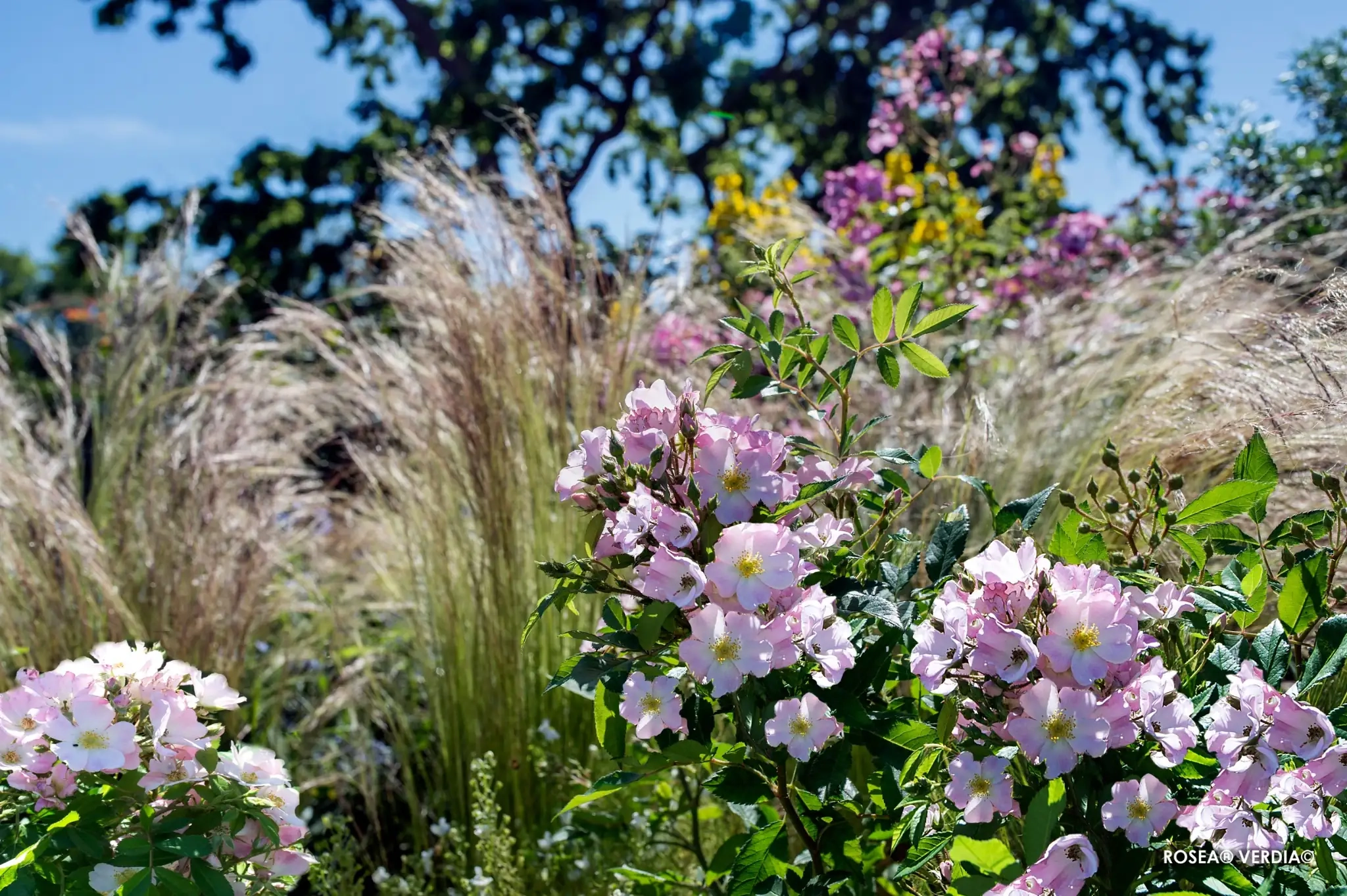 Rosier 'Rosea vispaniuc'