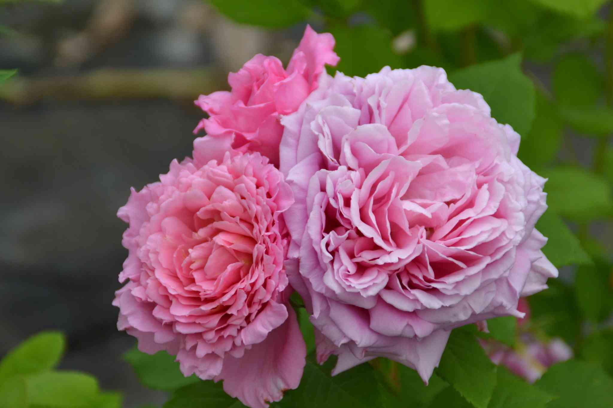 Rosier 'Bienvenue '
