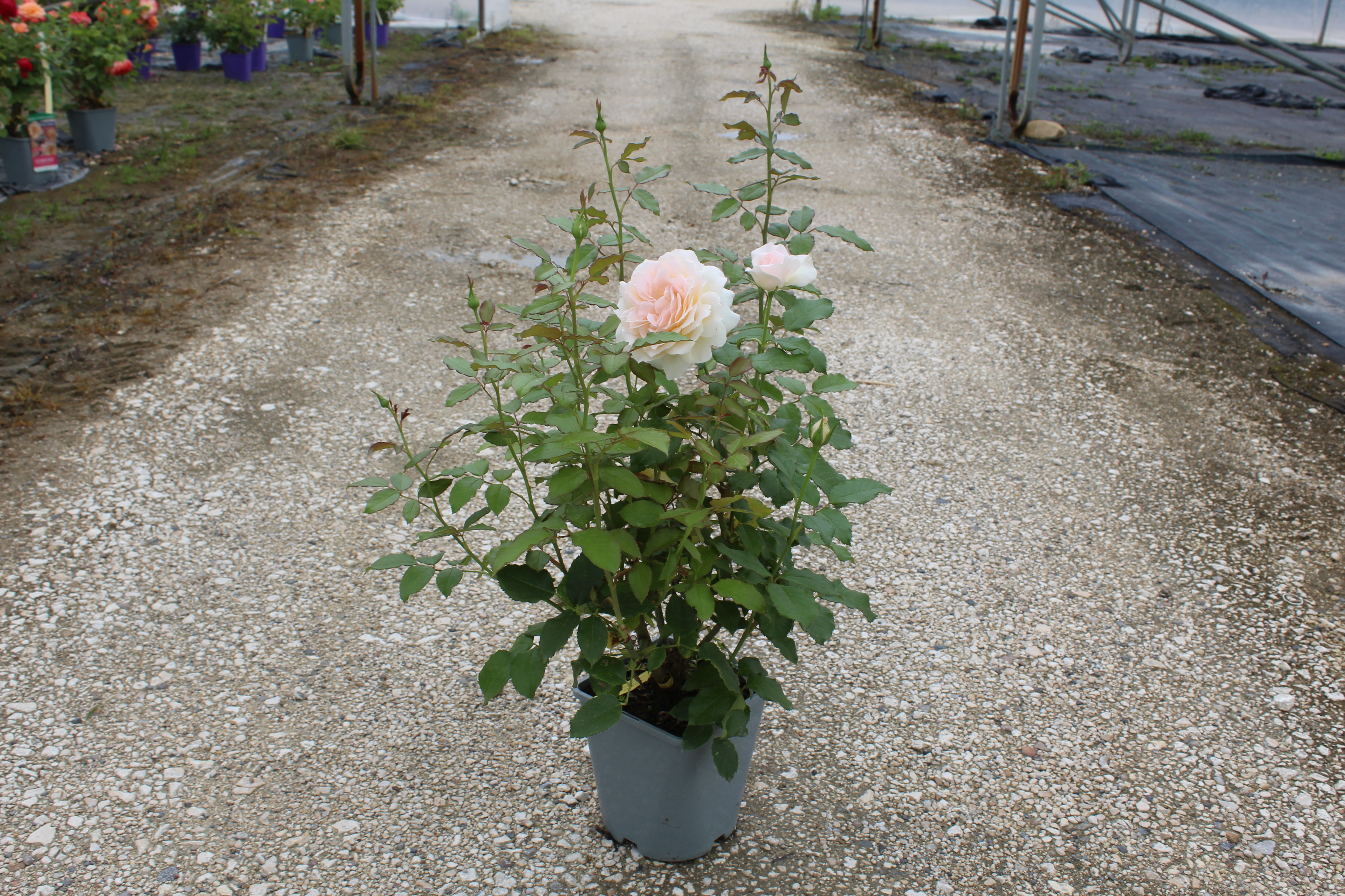 Rosier 'Sweet love '