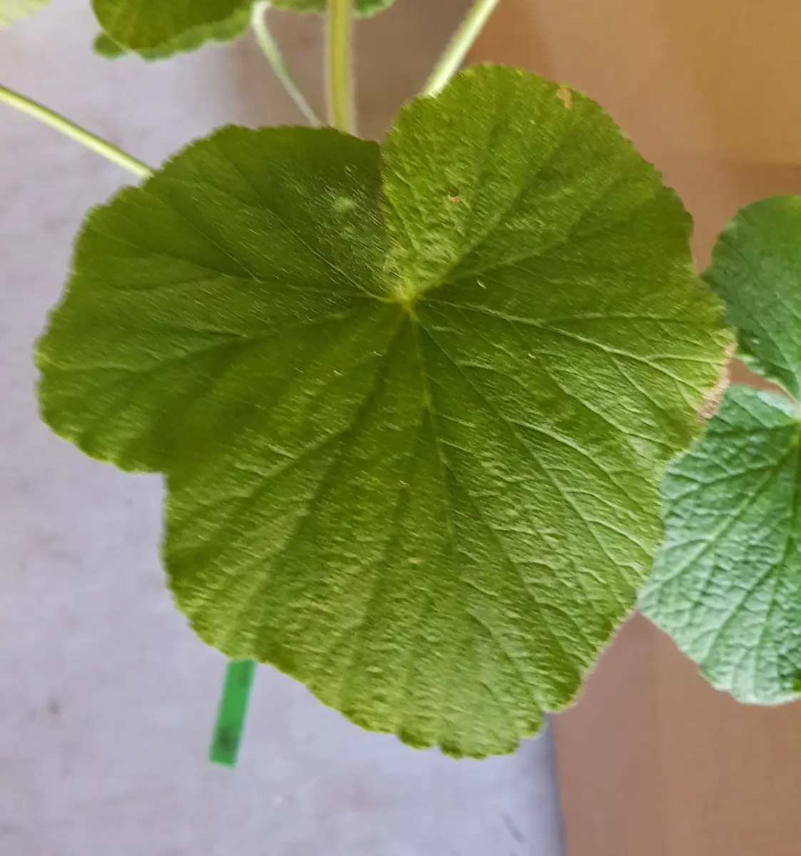 Géranium au parfum de citron ' '