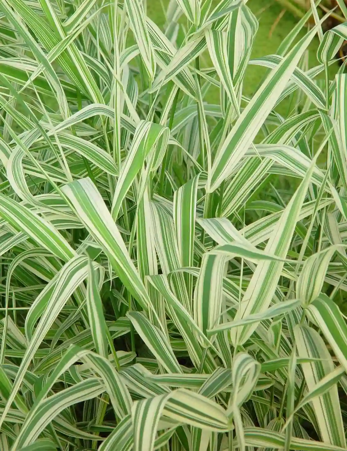 Ruban de bergère panaché 'Picta'