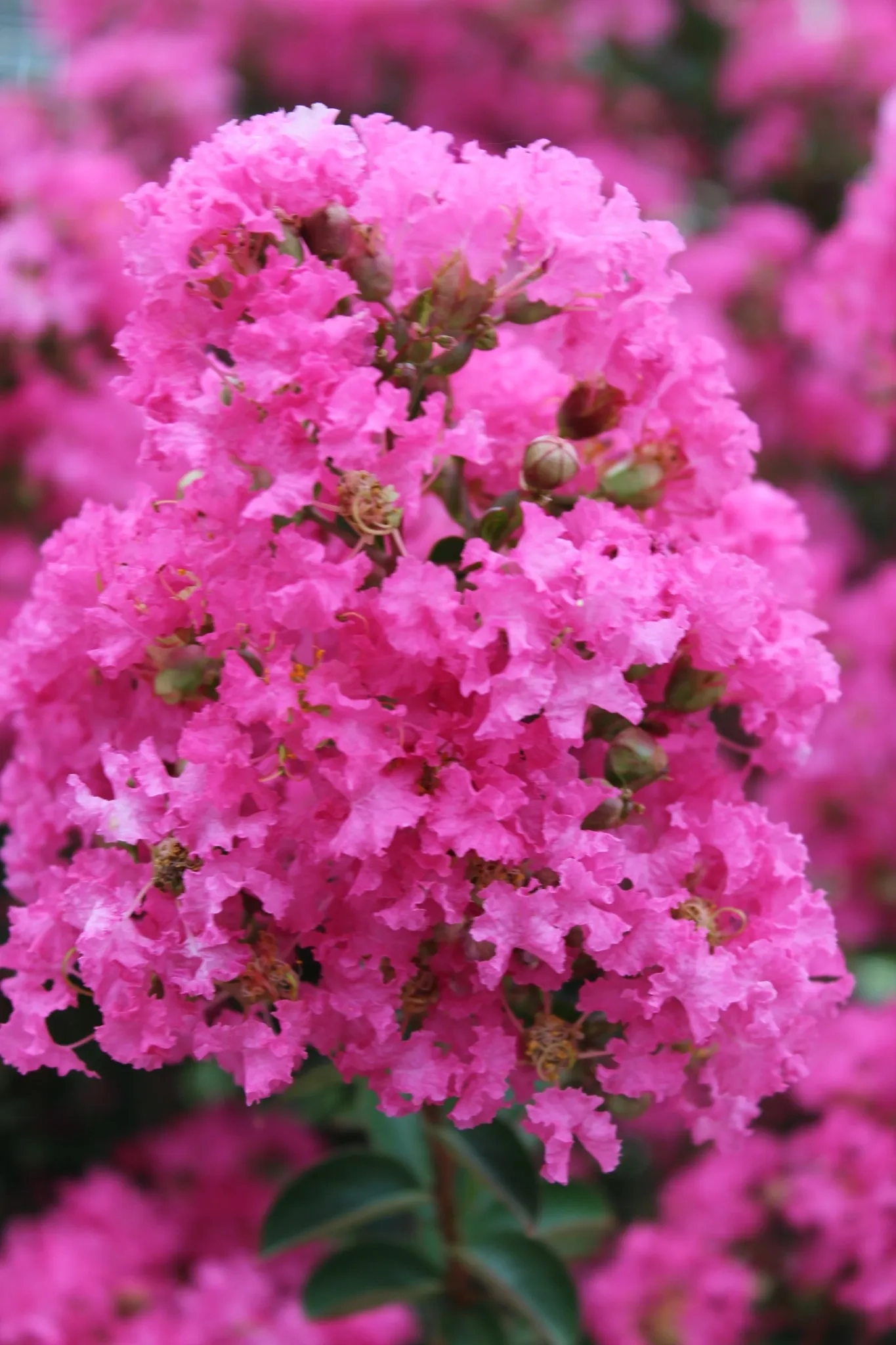 Lilas des indes 'Bergerac'