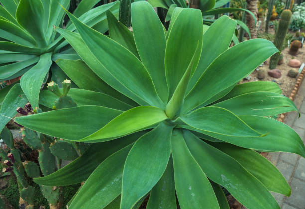 Agave à queue de renard