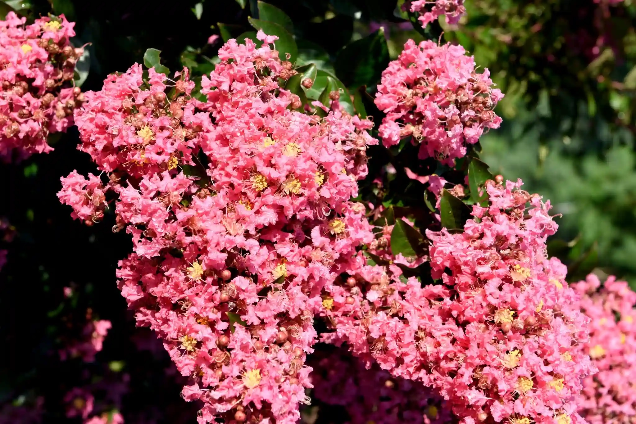 Lilas des indes 'Coral magic'