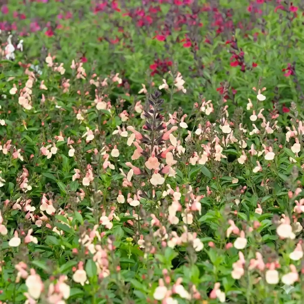 Sauge arbustive 'Kolmarigra'