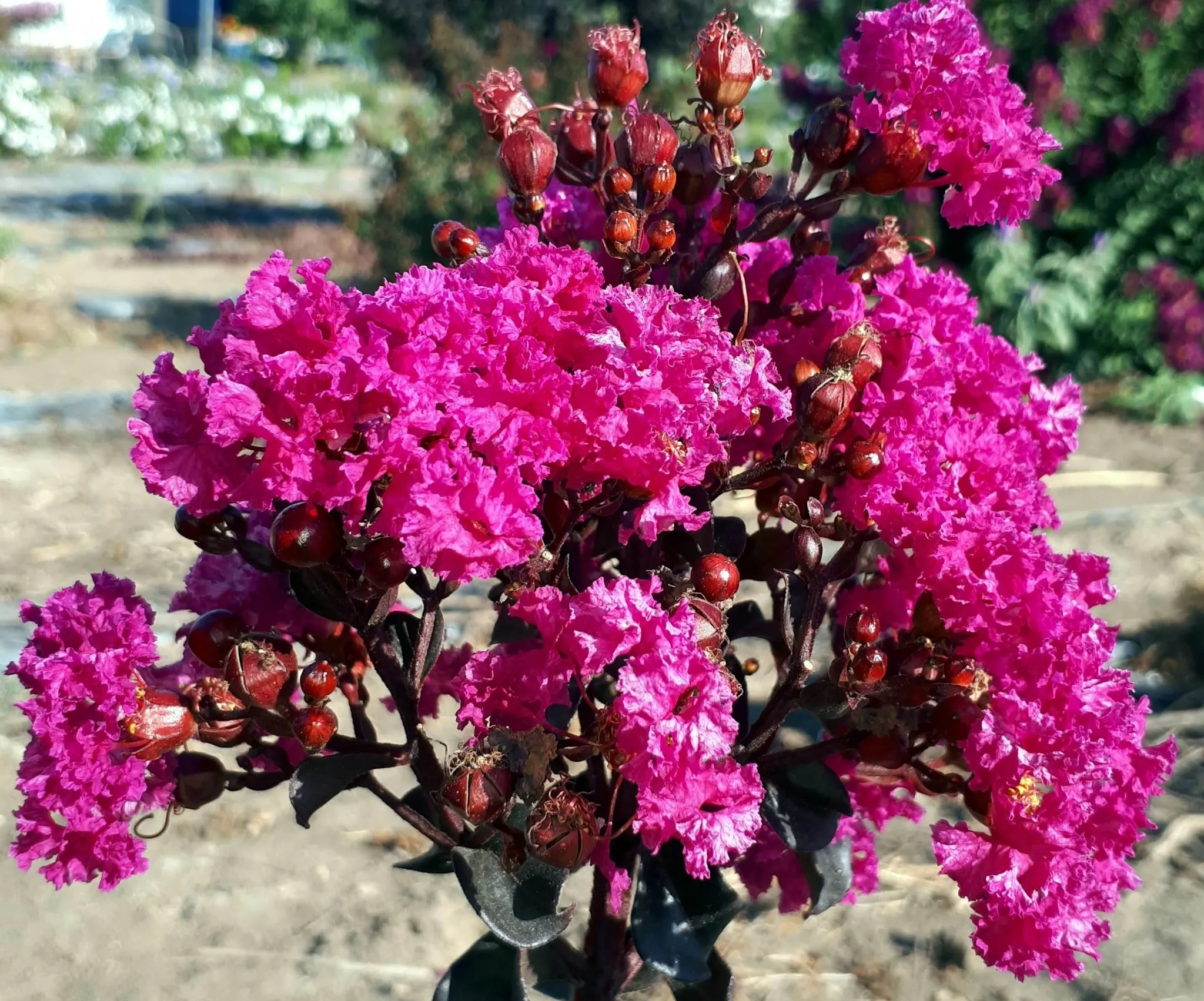 Lilas des indes 'Raspberry sorbet'