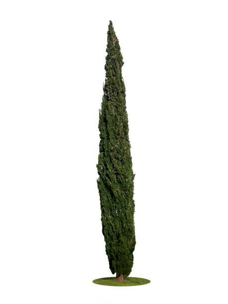 Cyprès d'italie 'Garda'