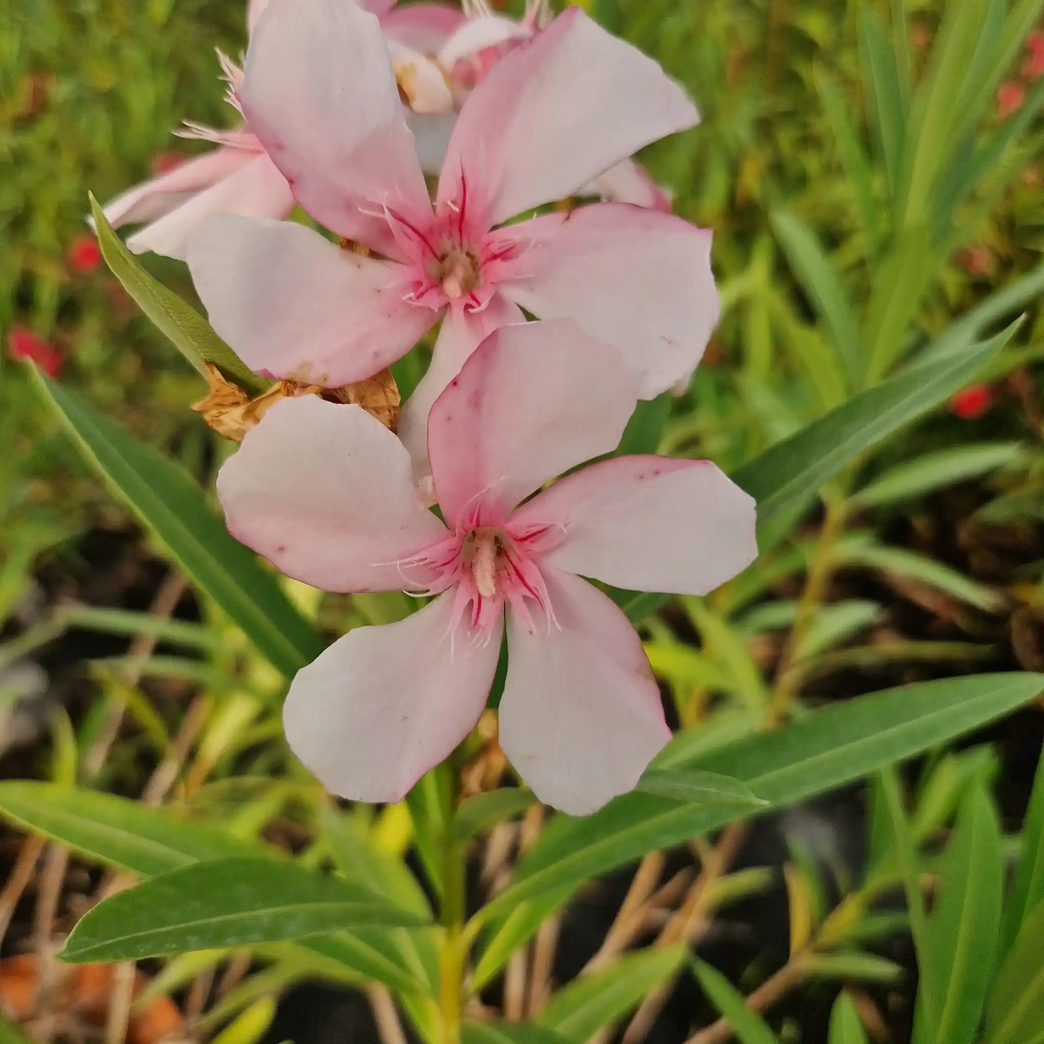 Laurier rose 'Virginie'