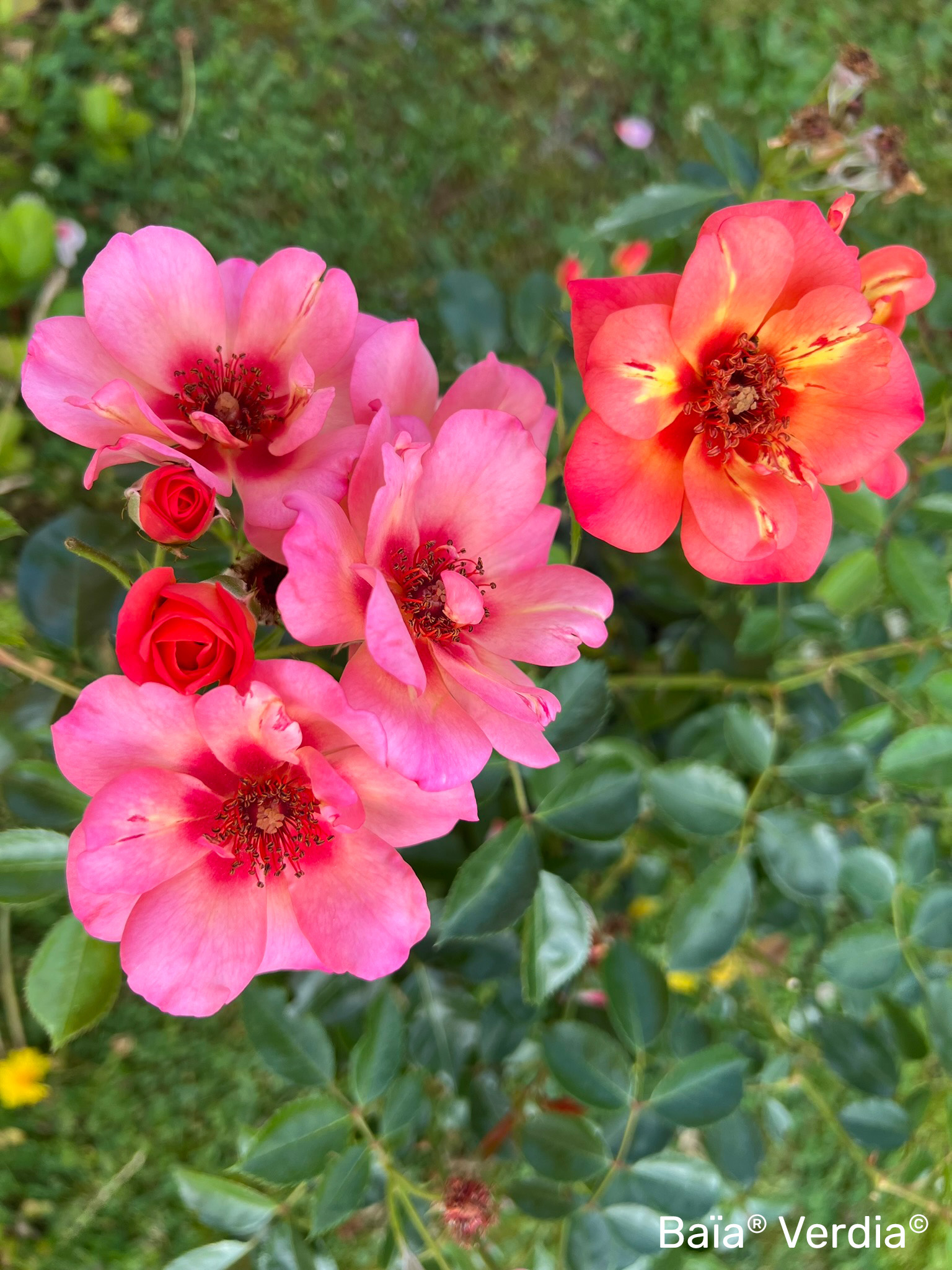 Rosier 'Baia '