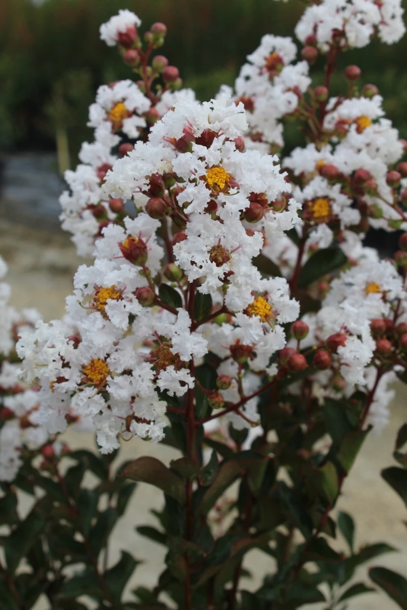 Lilas des indes 'Terrasse blanc'