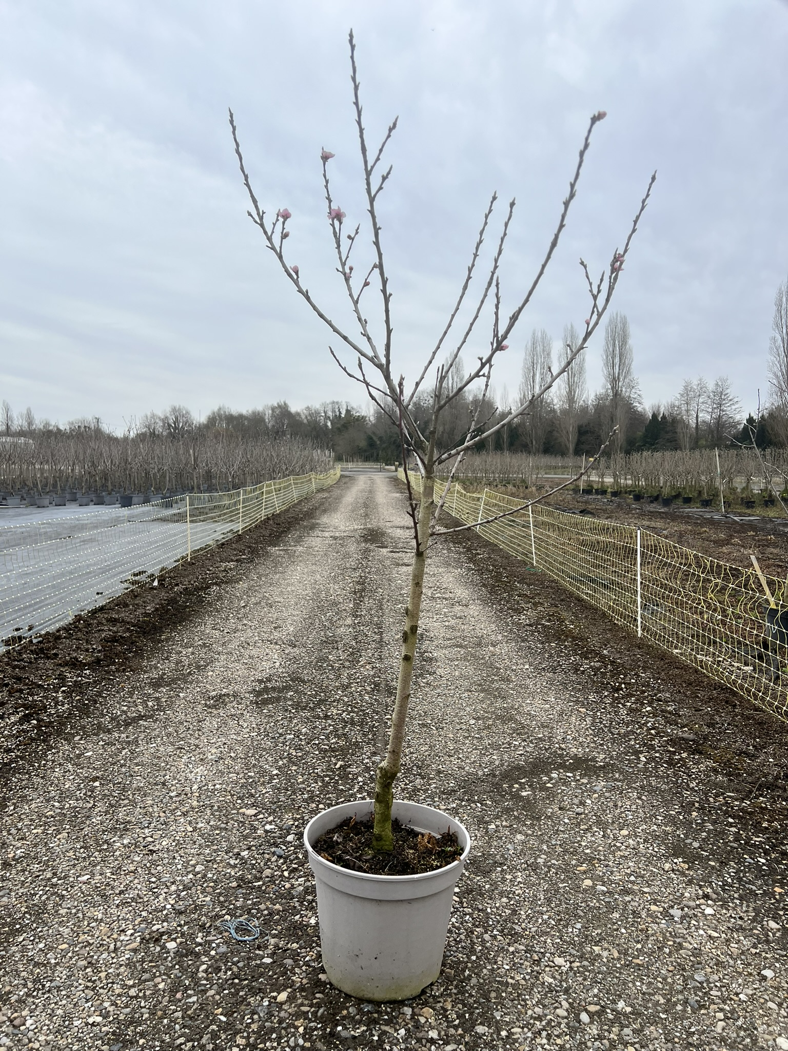 Nectarinier 'Morton '