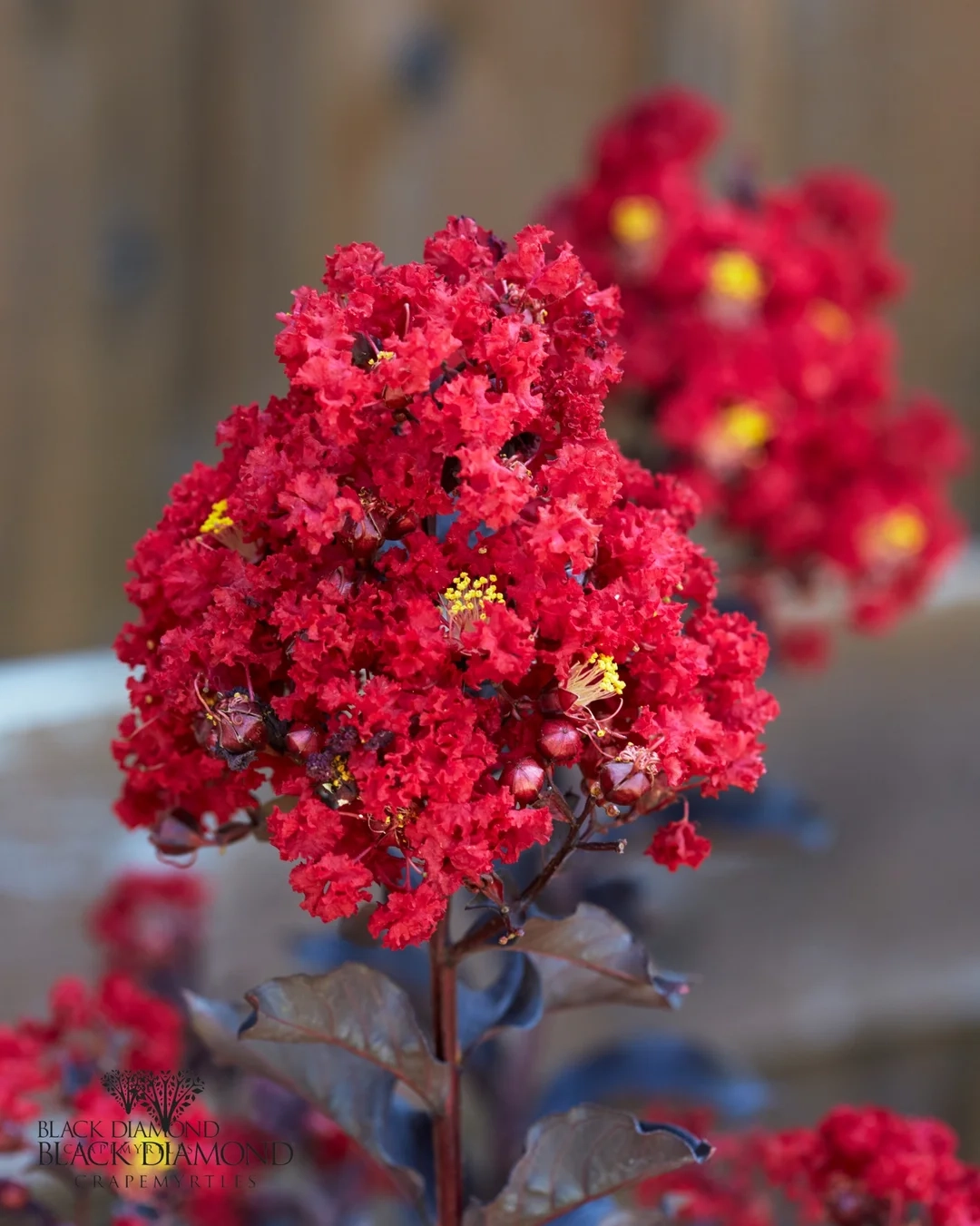 Lilas des indes 'Red hot'