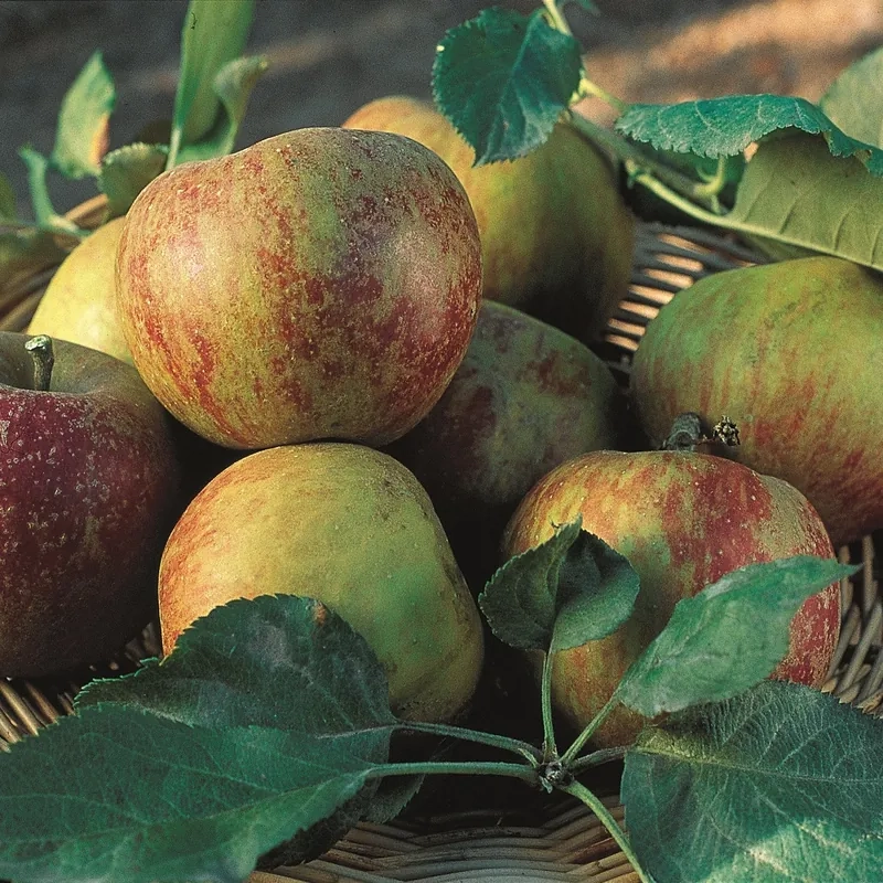 Pommier  'Belle de boskoop'