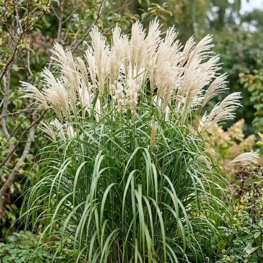 Miscanthus 'Jubilaris'