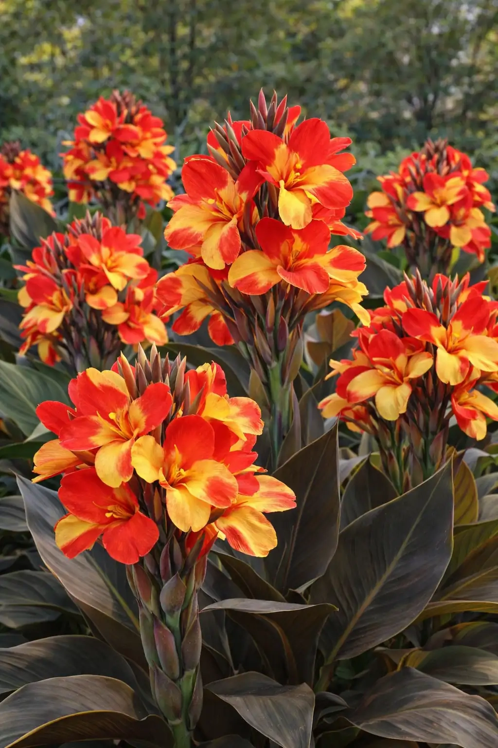 Canna 'Red golden flame''
