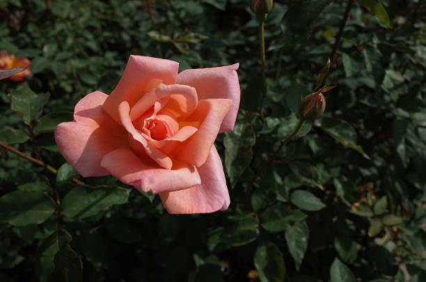 Rosier 'Catherine deneuve '