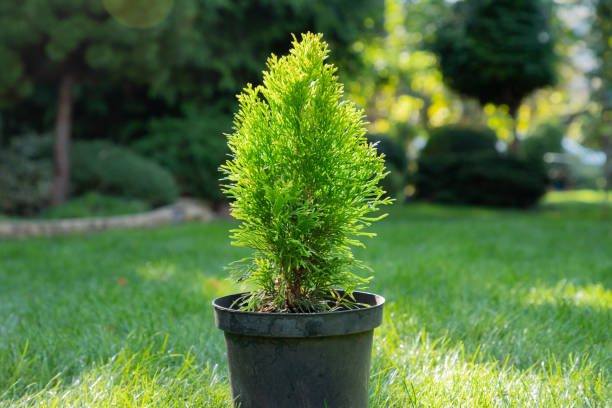 Cyprès de lawson 'Ellwood s gold'