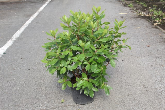 Arbousier. arbre aux fraises