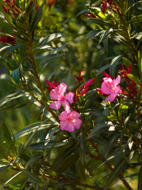 Laurier rose 'N° 18'
