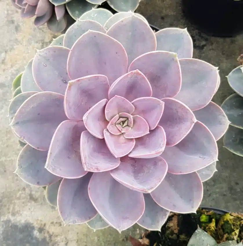 Echeveria 'Perle von nürnberg'