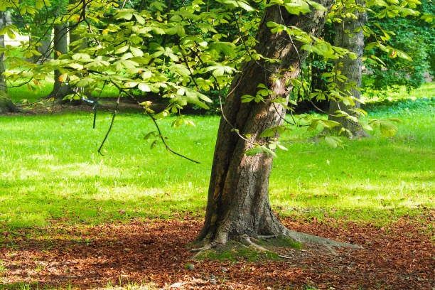 Castanea dentata