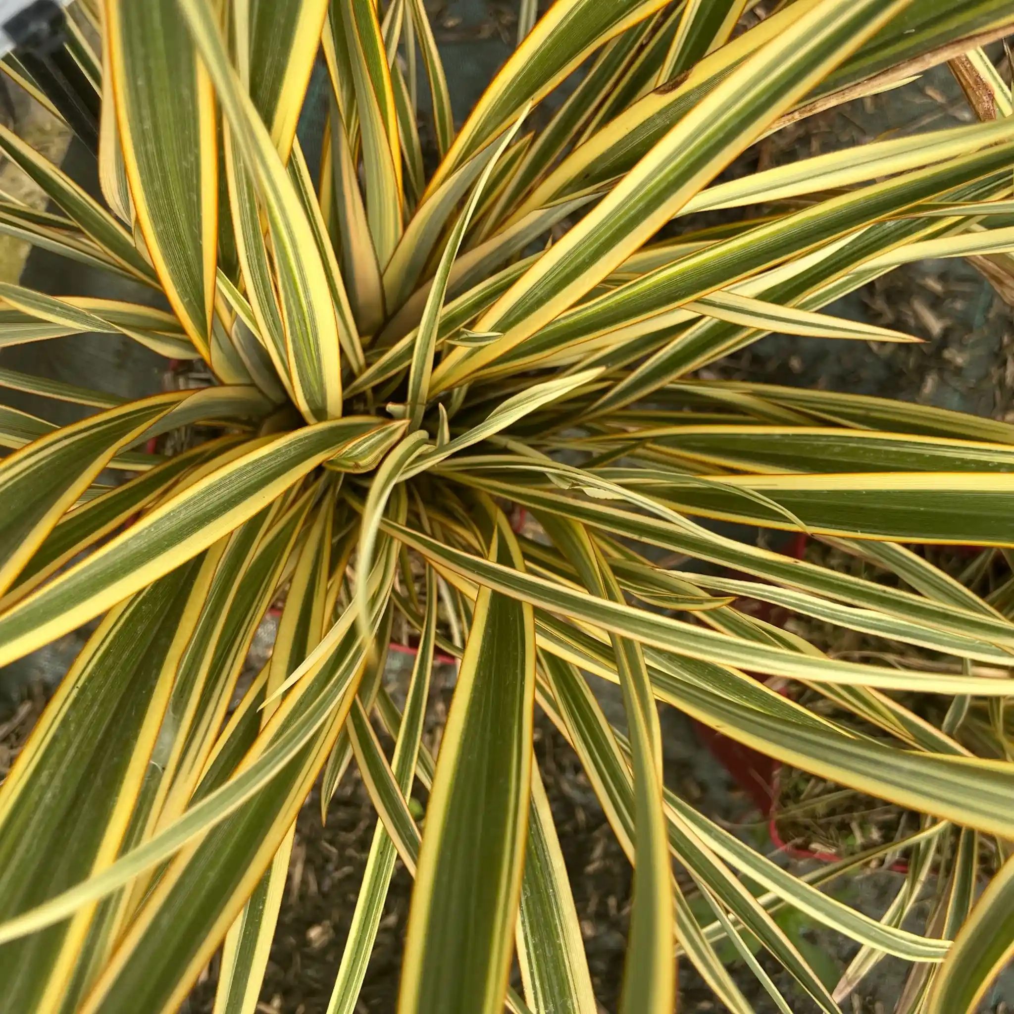 Lin de nouvelle-zélande 'Golden ray'