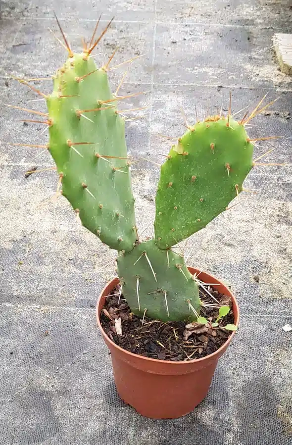 Oponce elatior