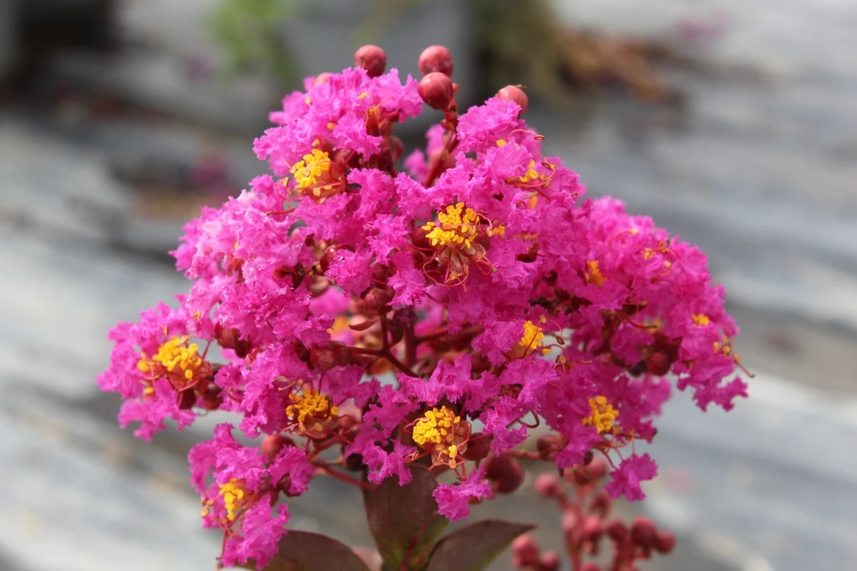 Lilas des indes 'Maroon star'