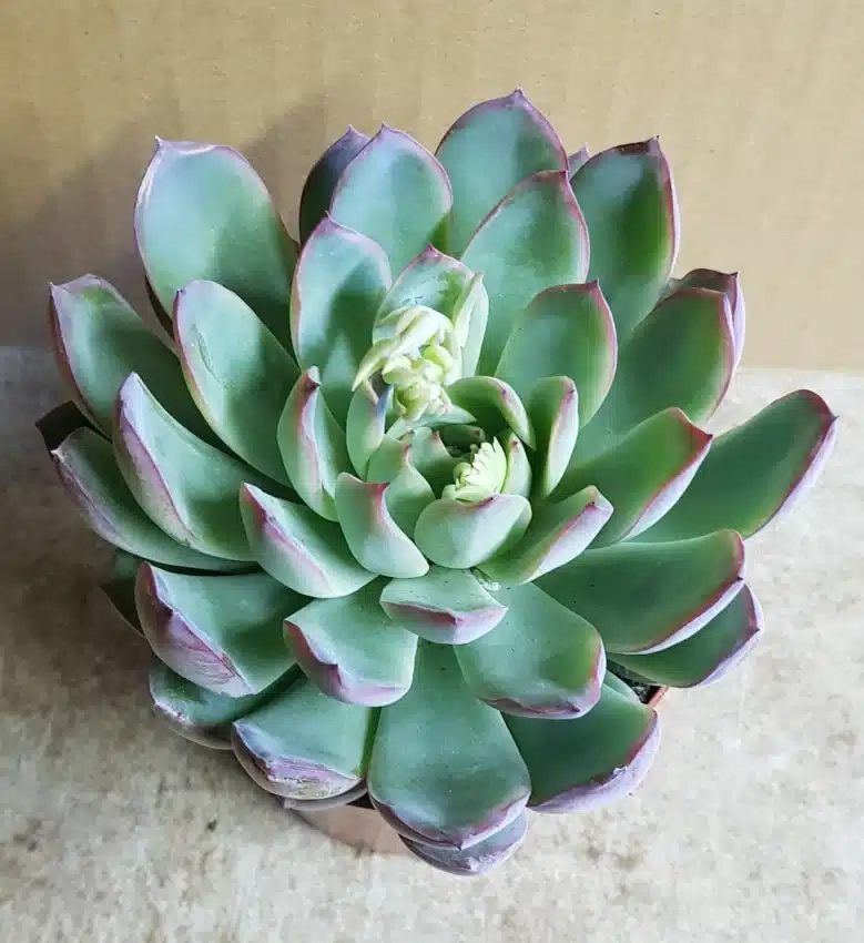Echeveria 'Apus'