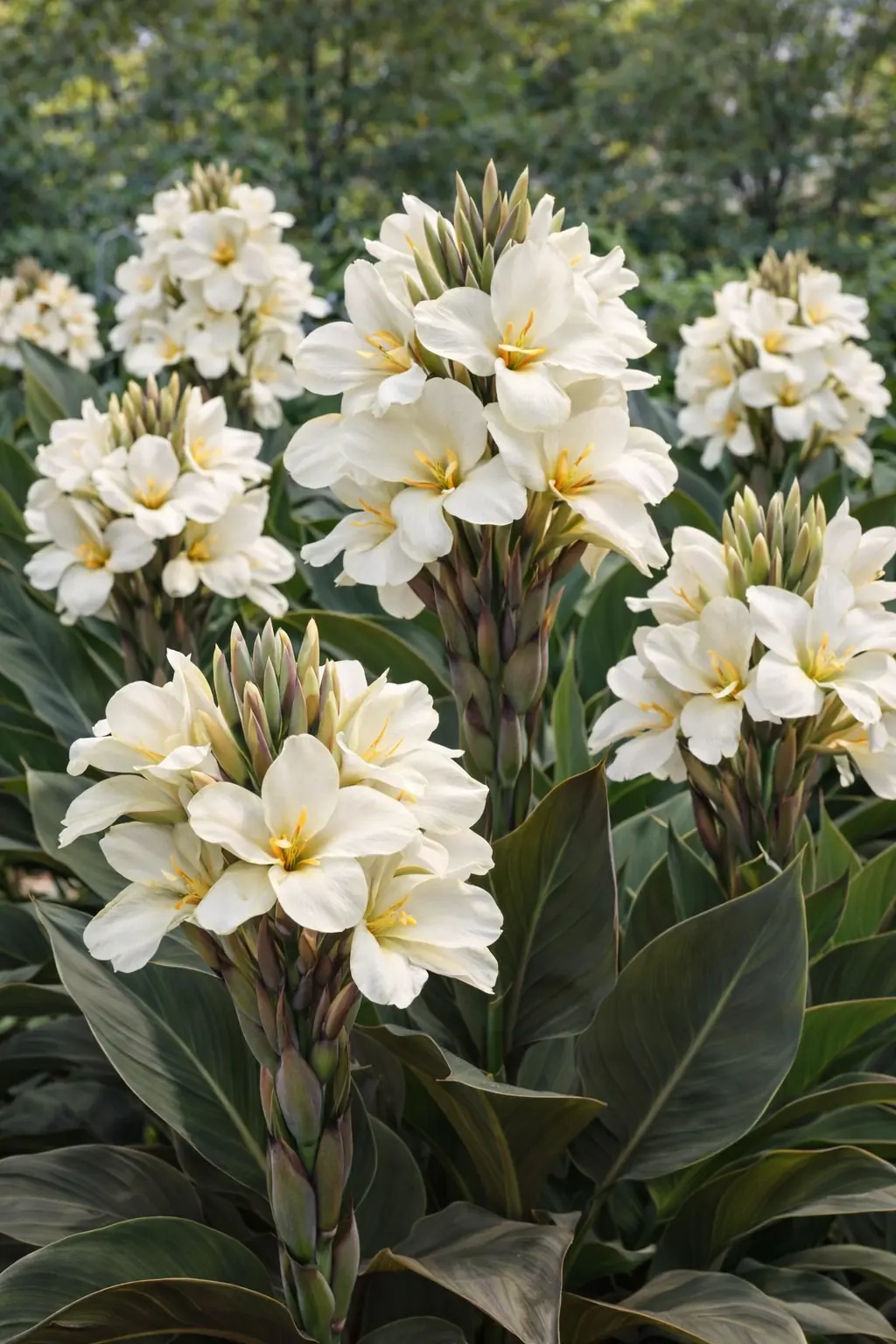 Canna 'Tropical white'