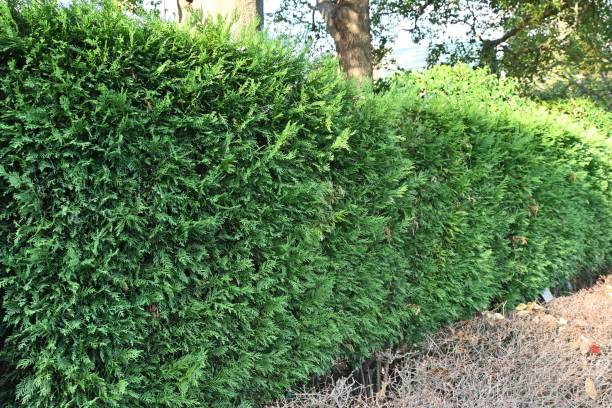 Cyprès de leyland 'Atro'