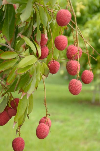 Litchi