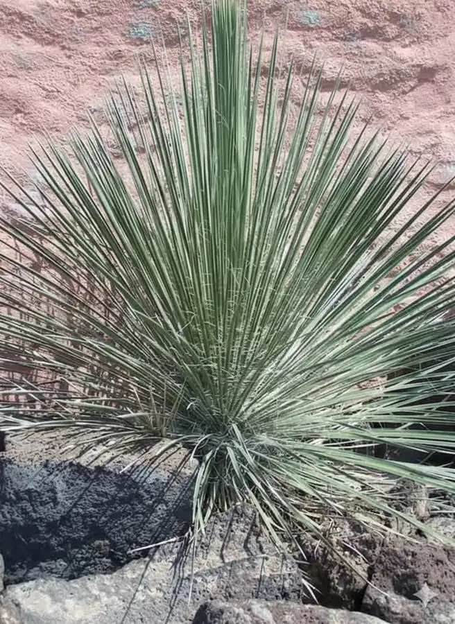 Yucca arbre à savon