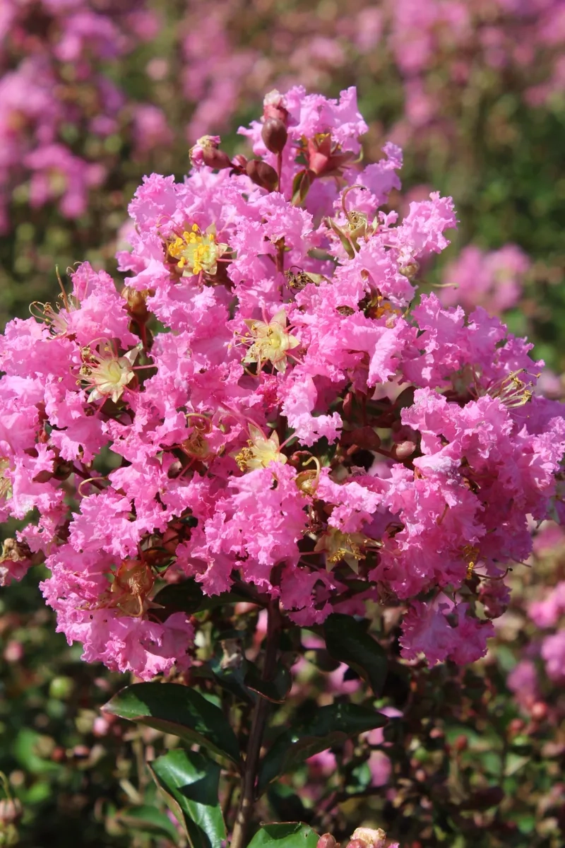 Lilas des indes 'Jeanne desmartis'