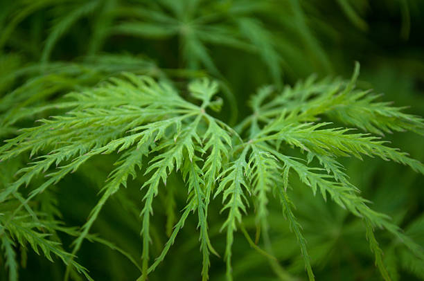 Érable du japon 'Dissectum seiryu vert'