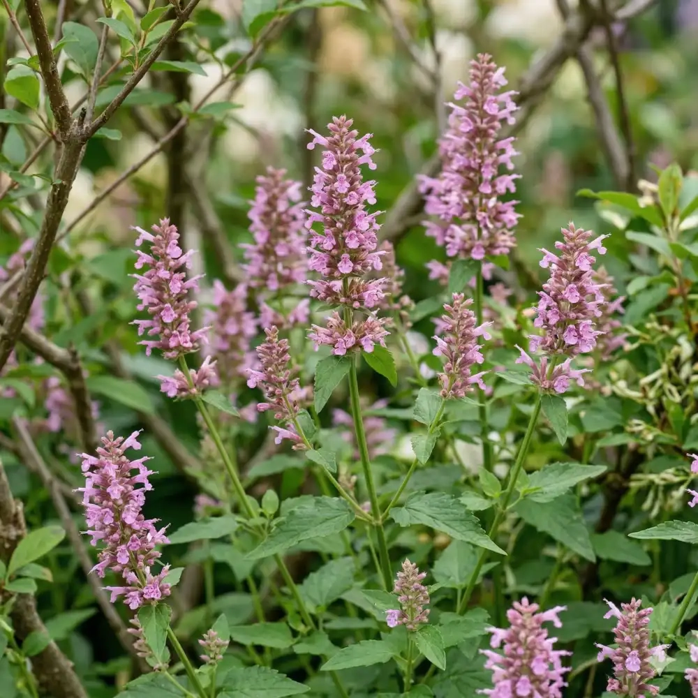 Agastache 'Beelicious pink'