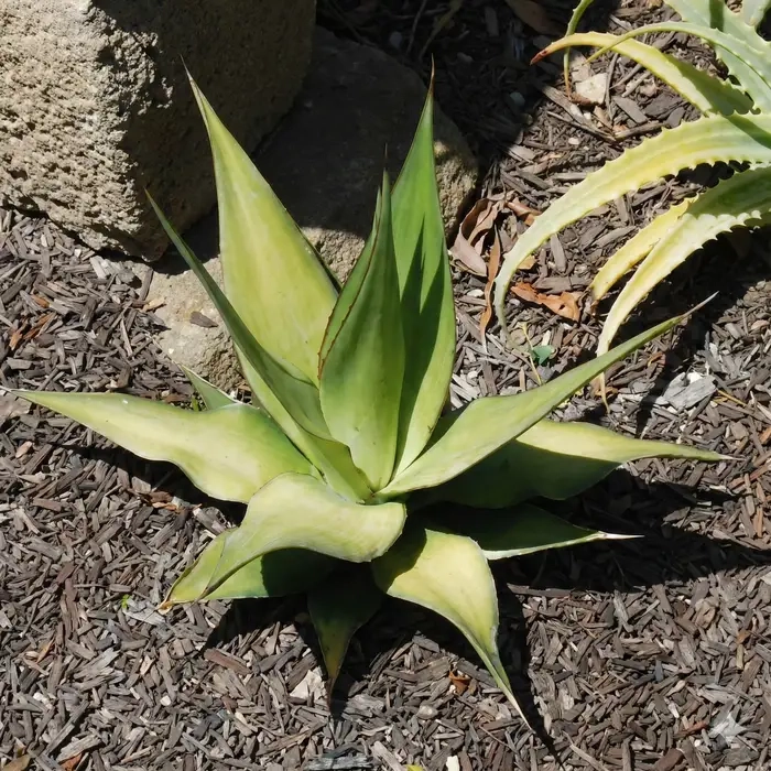 Agave  chazaroi rancho