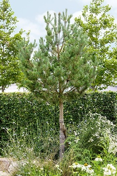 Pin sylvestre